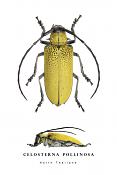 celosterna pollinosa